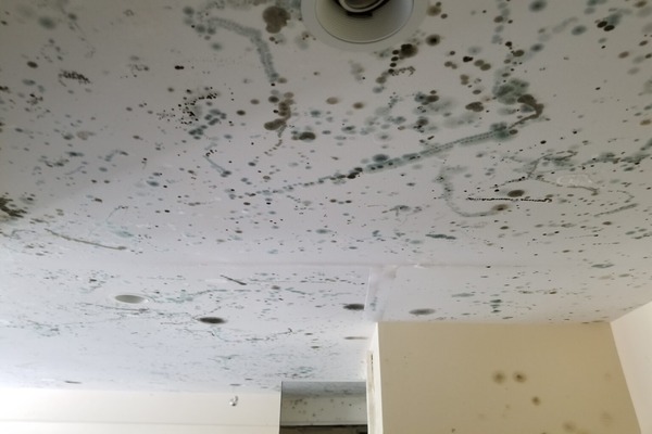 Moldy-drywall-image